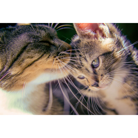 Kitten with Mother by Mrbmando - Wrapped Canvas Photograph