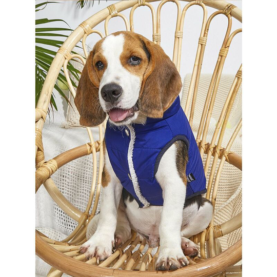Pet outdoor dog jacket, pet waterproof clothes, winter thickening and velvet corgi cotton coat