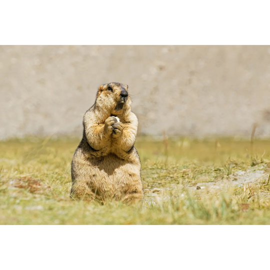 Himalayan Marmot Eating - Wrapped Canvas Photograph