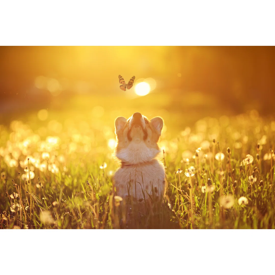 Beautiful Red Dog Puppy Corgi Fun Catches a Butterfly Flying on a Sunny Warm Summer Meadow by Nataba - Wrapped Canvas Photograph