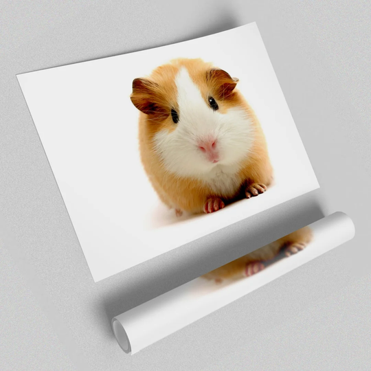 Cute Guinea Pig - Unframed Graphic Art Print on Paper