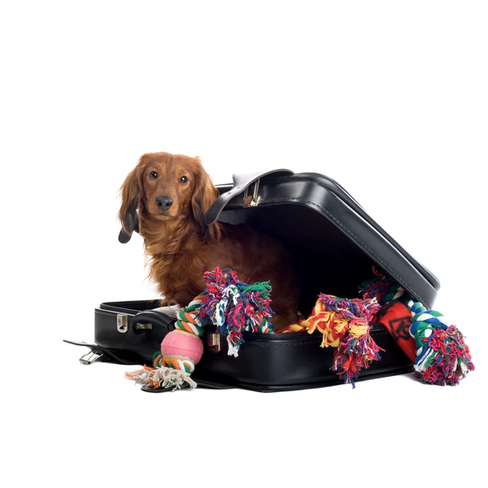 Dachshund In A Suitcase Filled With Dog Toys