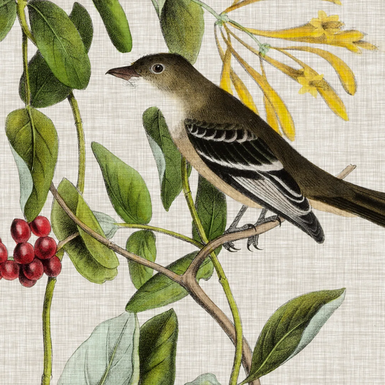 Avian Crop II by John Audubon - Wrapped Canvas Art Prints