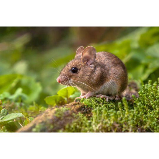 Wood Mouse In Natural Habitat