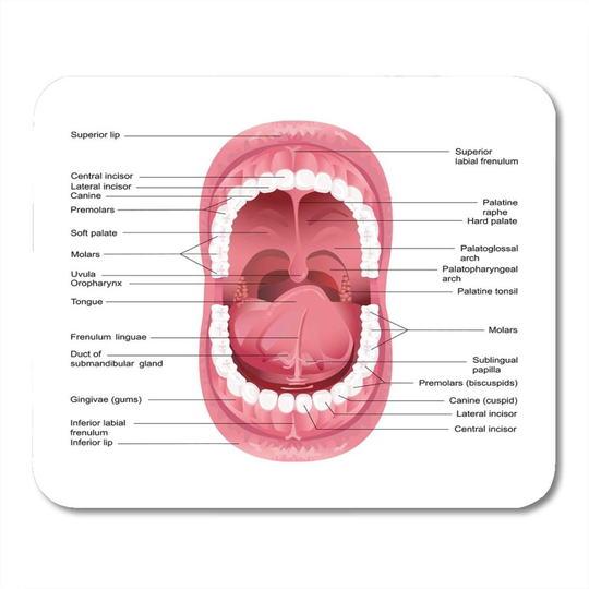 (260X210X3) Yanteng Mouse Pads Mouse Pads Open of Diagram for Anatomy Human Mouth Dental Tongue Chart Health Mouse pad for Notebooks