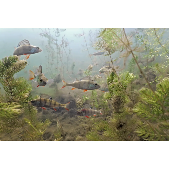 Underwater Shot Of Shoal Of Perch With Aquatic Plant Life