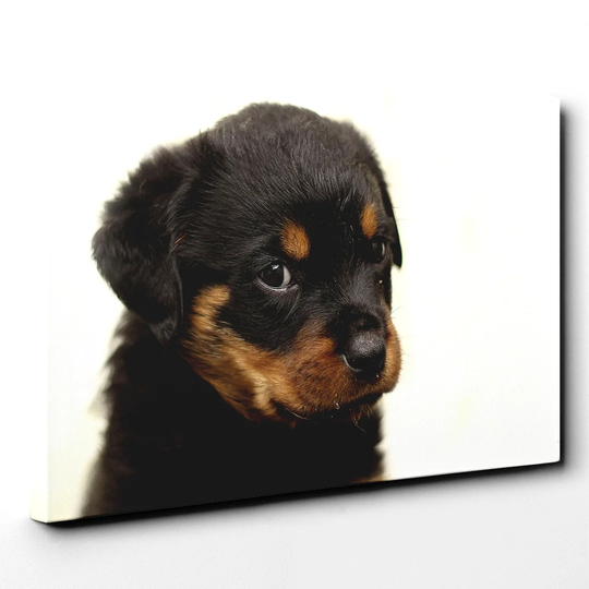 Rottweiler Puppy Dog Photographic Print on Canvas