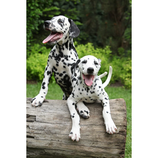 Dalmatian Puppies by Zuzule - Wrapped Canvas Photograph