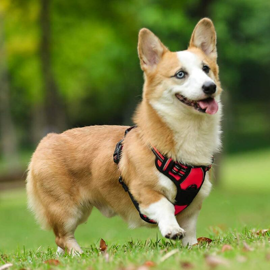 Anti-Pull Dog Harness, Easy-Put Dog Harness Adjustable Reflective Harness with Front Clip Harness for Medium Large Dogs, Red Color,M