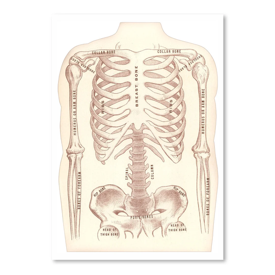 Bones of the Torso and Arms - Graphic Art Print