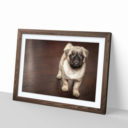 'Pug Puppy Dog' Framed Photographic Print