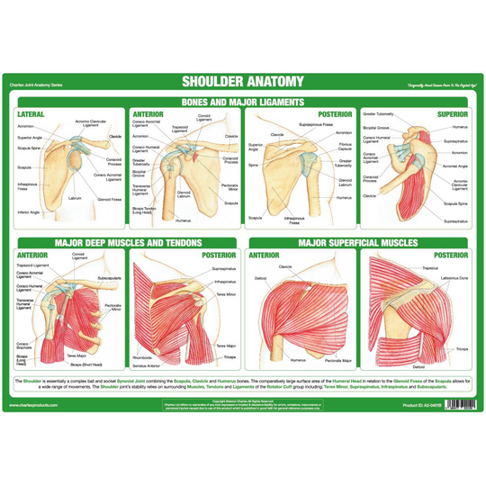 (A3 PVC Format) Shoulder Joint Anatomy Poster