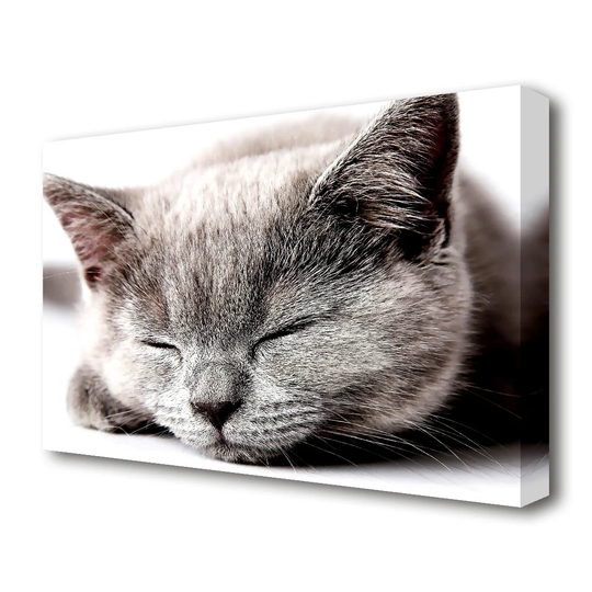 Sleepy Grey Kitten Wildlife - Wrapped Canvas Photograph
