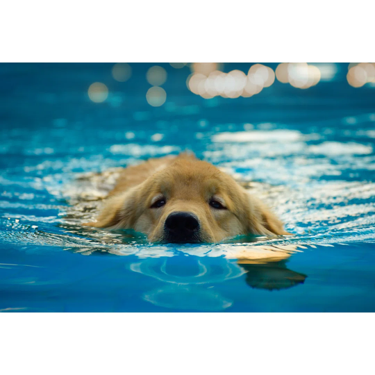 Golden Retriever Puppy