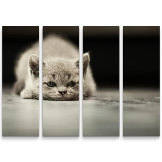 British Shorthair Kitten Against a Black Background Photographic Print Multi-Piece Image on Canvas