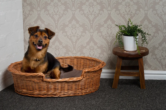 Chapple Dog Bed Basket in Brown
