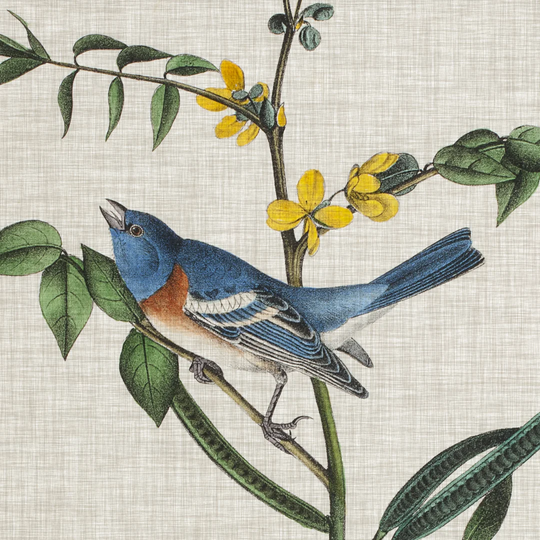 Avian Crop VIII - Print