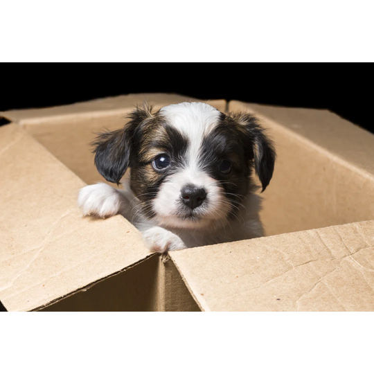 Papillon Puppy
