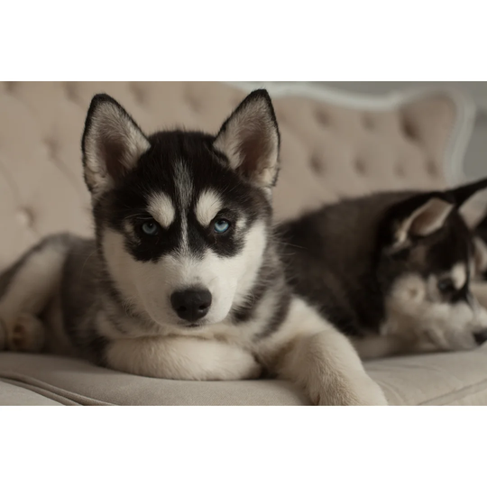 Blue Eyed Beautiful Husky Puppies