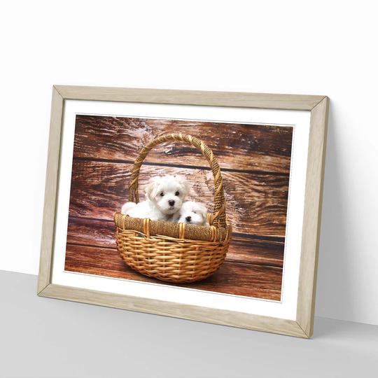 'Maltese Puppy Dogs' Framed Photographic Print