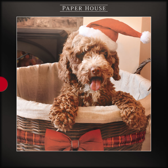 Box of 16 Cockapoo Festive Puppy Photographic Christmas Cards Boxed Xmas