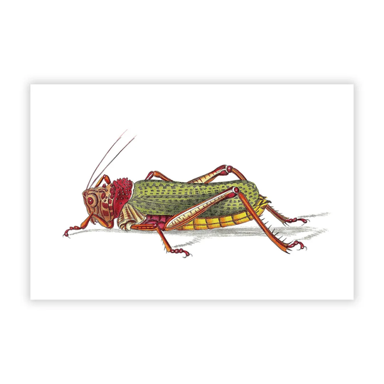 'Granulated Locust' by George Shaw - Unframed Painting Print on Paper