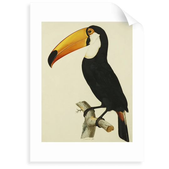 'The Toco Toco Toucan (Ramphastos Toco)' Painting