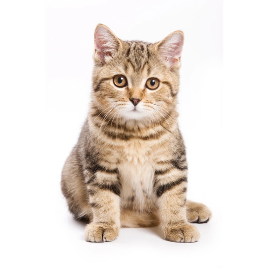 British Kitten on White Background by Dixi - Wrapped Canvas Photograph