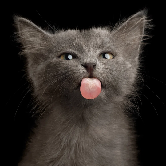 Gray Kitten On Black Background