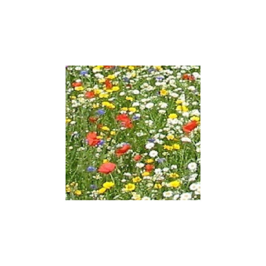 Wild Flower - Economy Flower Mixture - Cornfield Annual - 25g