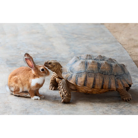 Rabbit And Turtle.