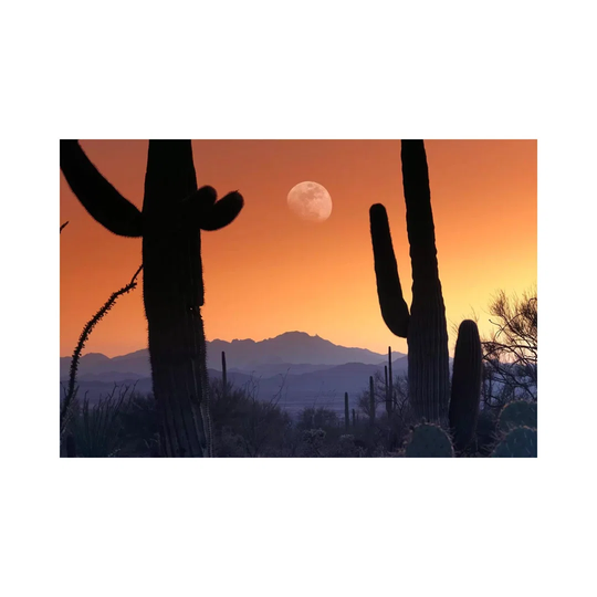 Kitt Peak Under Moon from Saguaro National Monument, Arizona. by Tim Fitzharris - Wrapped Canvas Photograph