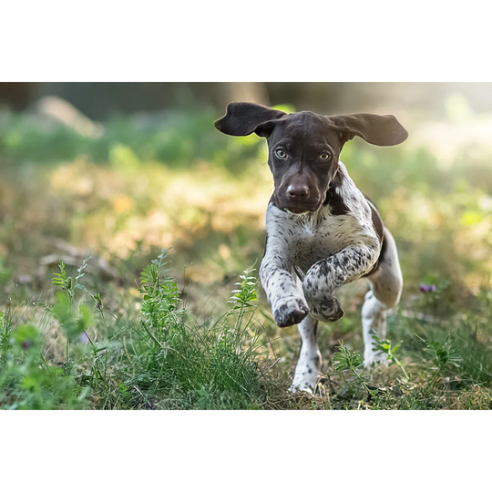 Puppy Running Towards The Camera