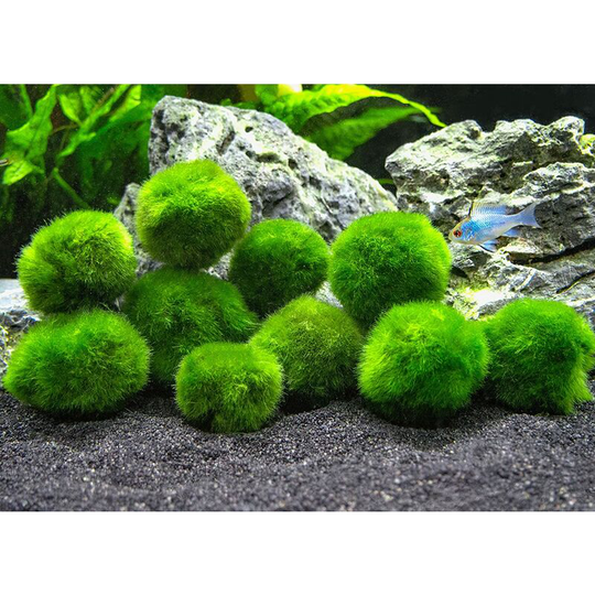 Algae ball aquarium landscaping aquatic art 10 marimo moss balls 2.5cm
