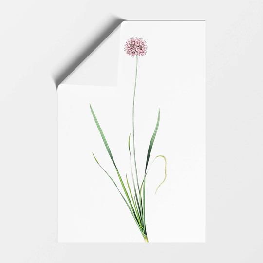 'Mouse Garlic Flower' by Pierre-Joseph Redoute - Unframed Painting Print on Paper