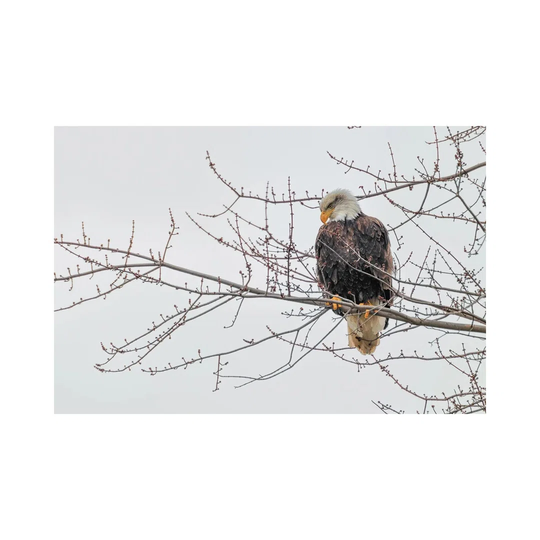 Eagle Perch II by David Gardiner - Wrapped Canvas Photograph