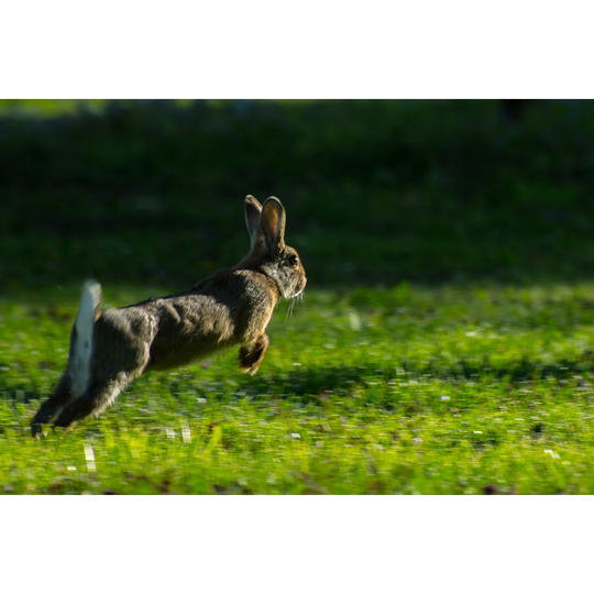 Jump - Wrapped Canvas Photograph