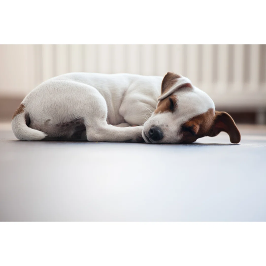 Puppy Sleeping