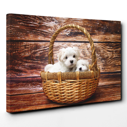 Maltese Puppy Dogs Photographic Print on Canvas