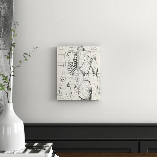 Drawing of Bones and Muscles of the Torso - Graphic Art Print
