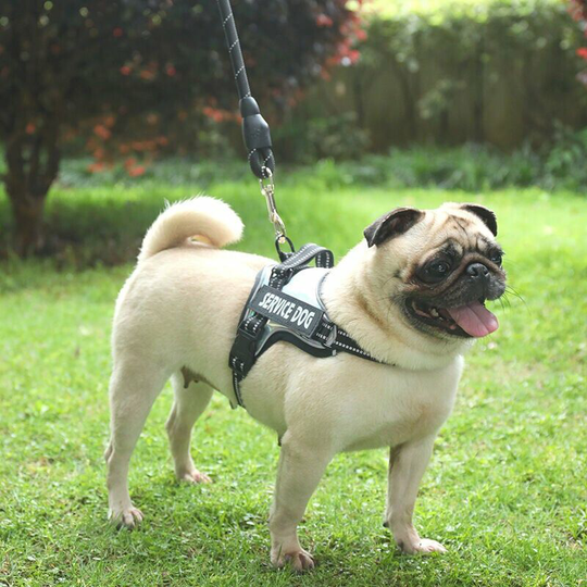 Dog Harness M, Anti-Pull Dog Harness, Easy to Put on, with Control Handle, Reflective Dog Harness, Breathable, Durable, Dog Harness