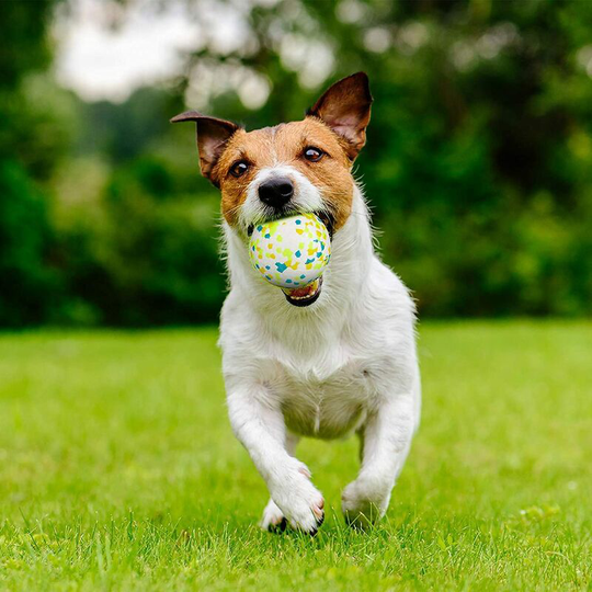 Litzee - Dog Ball, Rubber Dog Ball, Indestructible Dog Ball, Hard Rubber Chew Toy, Teeth Cleaning, Play, Training (1 Green Point)