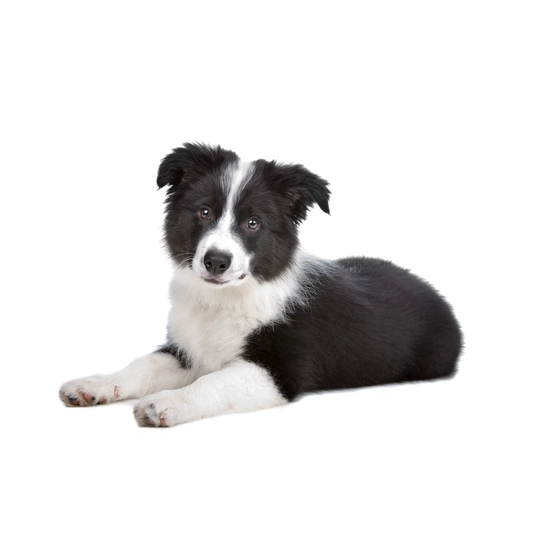 Border Collie Puppy
