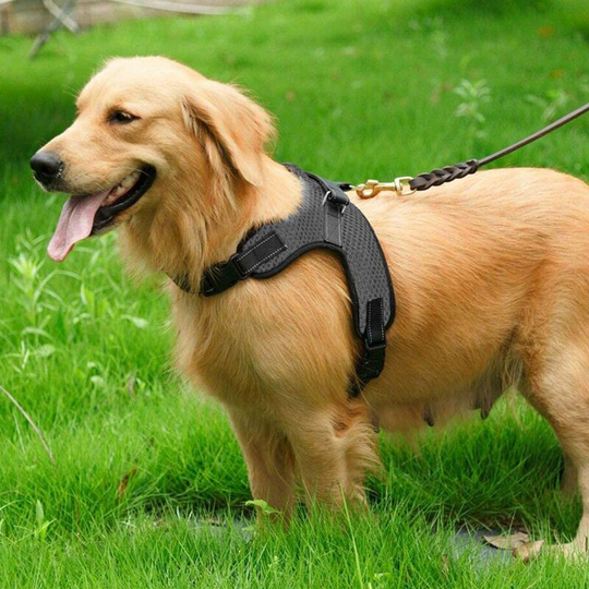 Easy to control and breathable, adjustable chest strap for large dogs with nylon leash
