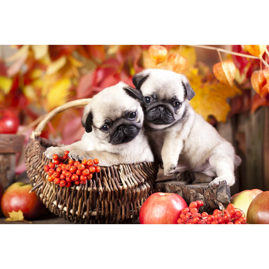Pug Puppy - Wrapped Canvas Photograph