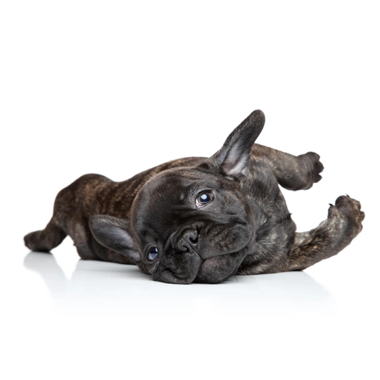 French Bulldog Puppy - Wrapped Canvas Photograph