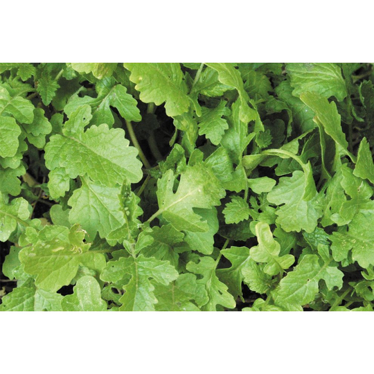 Green Manure - White Mustard - 100g