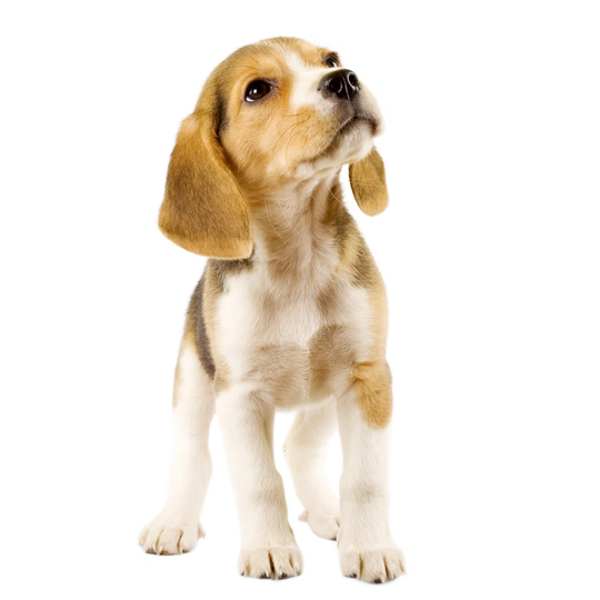 Beagle Puppy