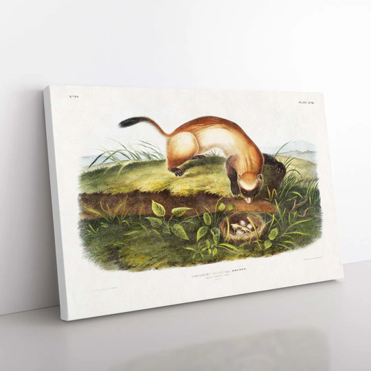 Black-Footed Ferret By J.W. Audubon