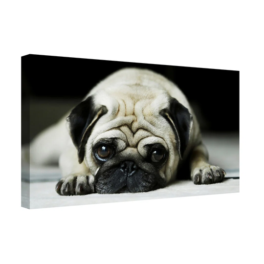 Cute Pug Puppy Dog Eyes - Wrapped Canvas Art Prints